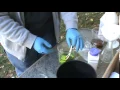 Gold Recovery from Plates and Cups How to remove the gold