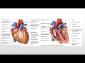Chapter 11 The Cardiovascular System