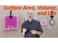 Surface Area Volume and Life