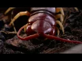 Download Lagu Killer Centipede | World's Deadliest