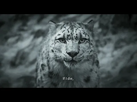 Snow Leopard - Pema Tseden - Bande-annonce