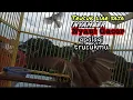 Download Lagu suara pancingan trucuk tarung ini terbukti Ampuh bikin trucukan lain langsung Nyamber nyaut gacor