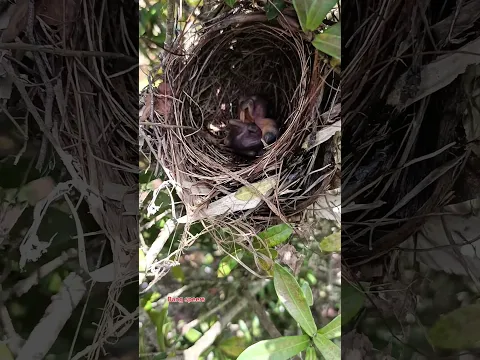 BURUNG APA INI..?