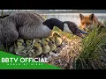 Lagu Canada goose: 150 Days From Egg To Survivor