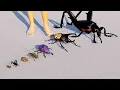 Download Lagu Beetle size comparison #animation #animals