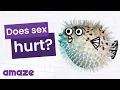 Does Sex Hurt the First Time? #AskAMAZE