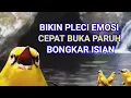 Lagu Mendongkrak Emosi Pleci, Cepat Buka Paruh Bongkar Isian, Terapi Pleci Nembak