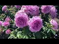 Lagu Плантация роз в цвету 2023