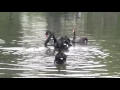 Download Lagu Black Swan Drink and Make Sound *Suara Angsa Hitam*