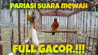 Download kutilang emas GACOR full materi PANCING kutilang macet bunyi langsung GACOR MP3