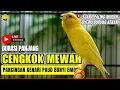 🛑 KICAU BURUNG | Kenari GACOR PANJANG INI Cocok untuk Masteran KENARI PAUD dan Kenari Macet BUNYI