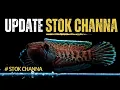 Download Lagu 🔴 UPDATE STOK IKAN CHANNA TERBARU