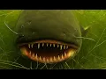 Download Lagu Predators of the Delta -  A Constant Fight for Survival