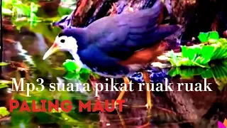 Download Mp3 pikat burung Ruak-Ruak selow cocok untuk burung tua ataupun muda MP3