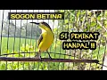 Download Lagu SUARA PANGGILAN SOGON BETINA PIKAT 💯% AMPUH MENAIKKAN BIRAHI SOGON JANTAN