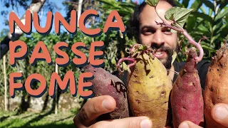 As 7 Melhores Plantas para Ter em Casa em Tempos de Crise
