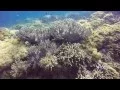 Download Lagu Diving Menjangan and Permuteran Bay, Bali Indonesia