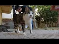Download Lagu Die Feier beginnt, als Onur eine Dose Nassfutter für die streunenden Katzen im Garten öffnet.