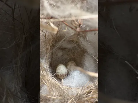 #birds #viral #fyp #shorts