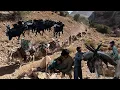Download Lagu 🏞️🐑The peak of excitement in the great nomadic migration |A pure and pristine experience in nature🌿🔥
