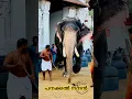 Panakkal Nandan ❤️ Panakkal Nandan #elephant #keralaelephant #thripunithura #trending #viralvideo