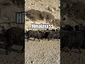 Download Lagu Upper Himalayan sheep’s himalaya pure 🐐 #mustangnepal #whowillbemylifepartnerta #audio