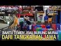 Download Lagu UPDATE ! BANTU TEMEN JUAL BURUNG MURAI DARI TANGKARAN JAWA MURAI BATU TROTOL PROSPEK BOGOR 