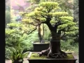 Download Lagu Bohdi Sanders - Japanese Garden Meditation