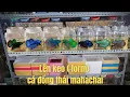Download Lagu Thích Thử Thách Vlog Form Lên Keo Bầy Cá Lia Thia Đồng Thái Mahachai