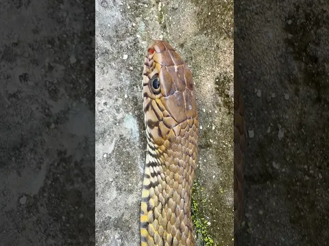 8 feet लम्बा सांप 😯 #snakevideo #ratsnake @chitransh_Bhai2.0 #shorts