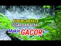 Download Lagu Terapi Suara Gemericik Air Untuk Semua Burung Macet Bunyi - Suara Air Terapi Burung