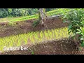 Download Lagu Vlog Dipesawahan