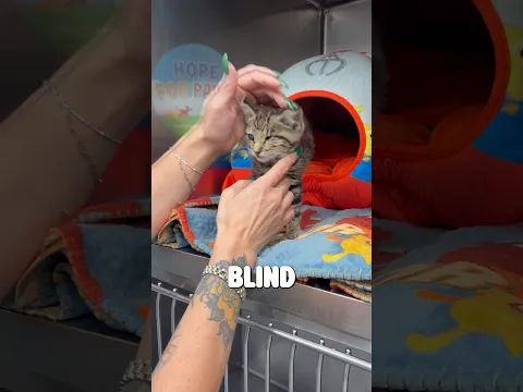 Dabby the blind kitten