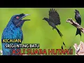 Download Lagu KICAUAN SRIGUNTING BATU LIAR ASLI HUTAN UNTUK PANCINGAN,MASTERAN DAN PIKAT.
