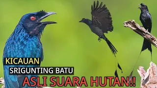 Download KICAUAN SRIGUNTING BATU LIAR ASLI HUTAN UNTUK PANCINGAN,MASTERAN DAN PIKAT. MP3