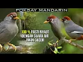 Download Lagu POKSAY MANDARIN MACET PASTI NYAUT DENGAN SUARA TERAPI AIR DAN POKSAY MANDARIN GACOR INI