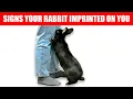 Download Lagu 12 Signs Your Rabbit Considers You Their Mother