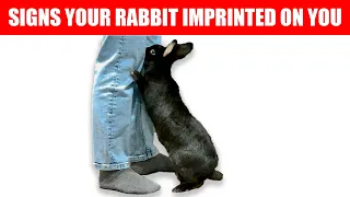 12 Signs Your Rabbit Considers You Their Mother