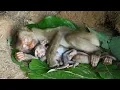 Download Lagu What happened to the little monkey who was crying in the arms of the big monkey?