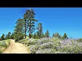 Santa Barbara County - Figueroa Mountain Hike