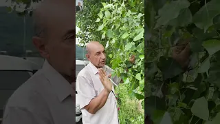 شجرة الصفصاف هي المورد الأساسي في إنتاج الأسبرين الساليساليك اسيد 