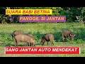 Download Lagu SUARA BABI/CELENG BETINA PANGGIL SI JANTAN