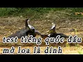 Download Lagu Đi test thử tiếng chim quốc file chim quốc ăn mồi đỉnh nhất