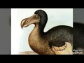 Download Lagu The dodo bird song