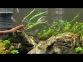 Download Lagu Pygmy Corydora and Goldring Tinwini Danio Schooling