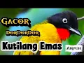 Download Lagu Masteran Suara Kicau Burung Kutilang Emas Gacor