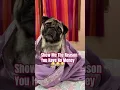 Download Lagu He Is So Expensive 😏😎#funny #memes #pug #pets #petlover #subscribe #support #shorts #viralvideo