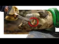 Leaking From The Coronet This Hoof NEEDED HELP