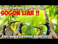 Download Lagu Suara Pikat Sogok Ontong Ribut Untuk Pikat Sogon Liar