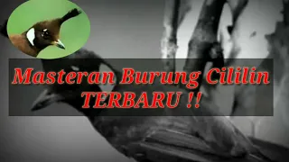 Download Masteran Burung Cililin Cucak Jenggot Terbaru MP3